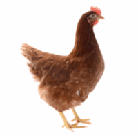 Off-layer Chickens [Includes offals]